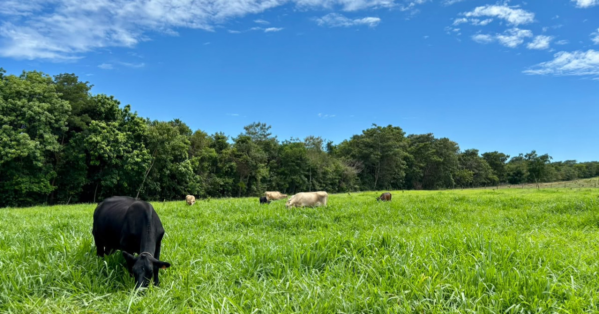 Alta da arroba em MT cria janela histórica para reforma de pastagens