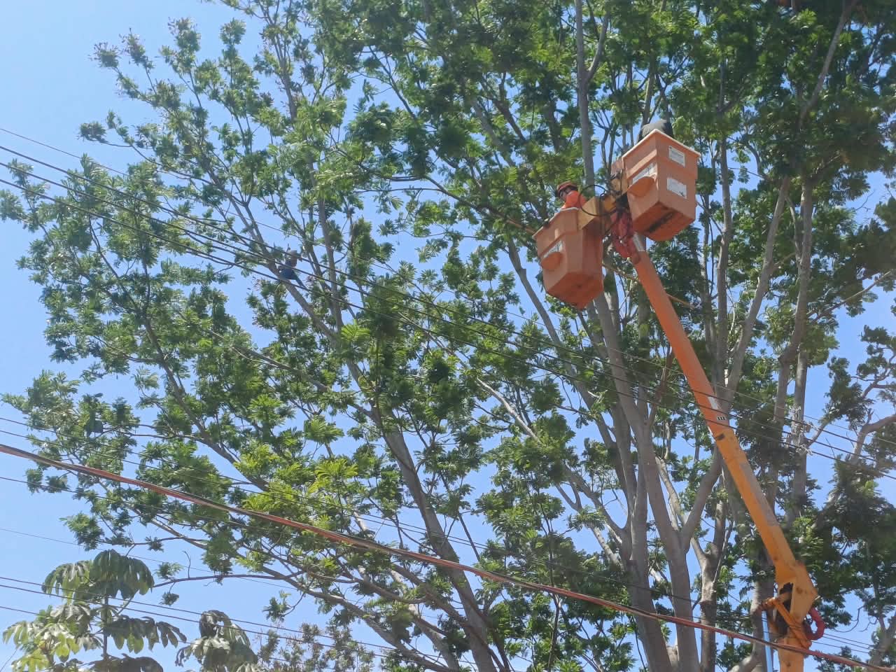 Arara-Canindé é resgatada de linha de pipa em Alta Floresta