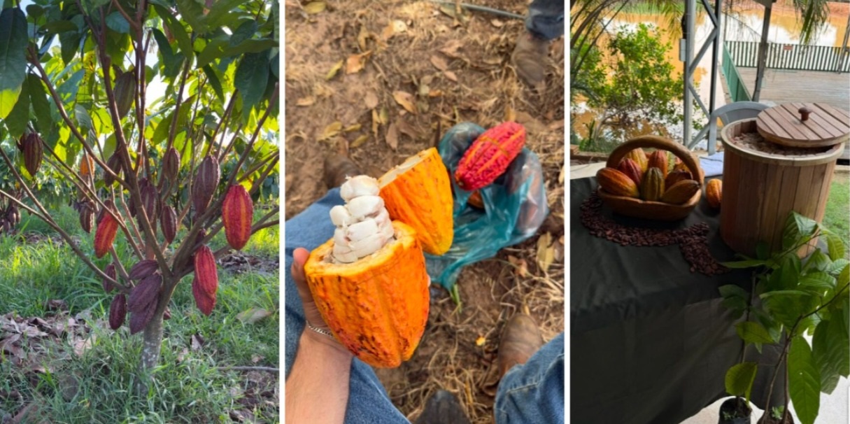 Cacau impulsiona renda e diversificação agrícola no estado de MT