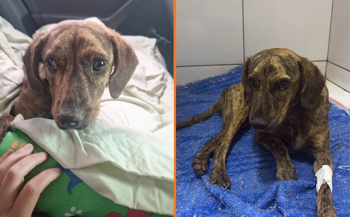 Cachorra prenha atropelada de propósito por ciclista em MT