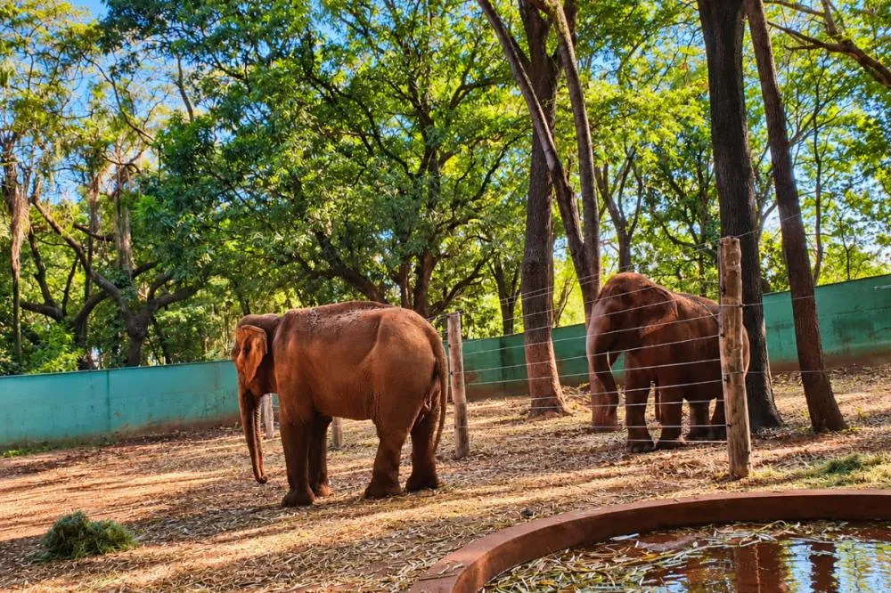 Campanha exige transferência de elefanta para santuário em Chapada dos Guimarães