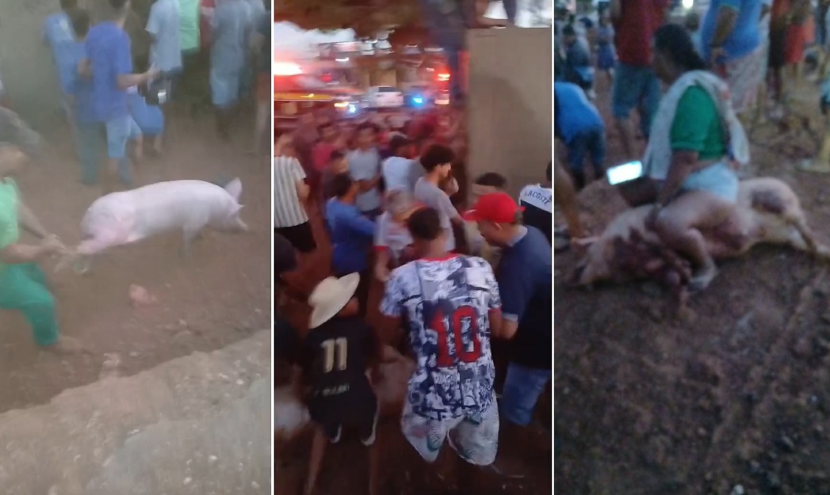 Carreta tomba com porcos e população saqueia carga em VG
