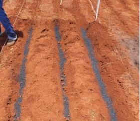 Cinza vira fertilizante e impulsiona agricultura em MT