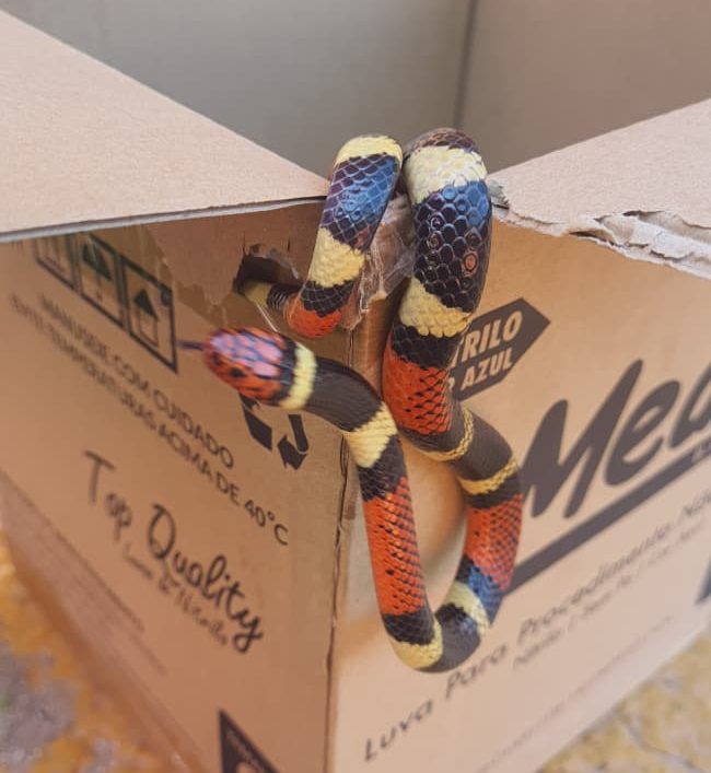 Cobra-coral de 50 cm é capturada em quintal em Alta Floresta