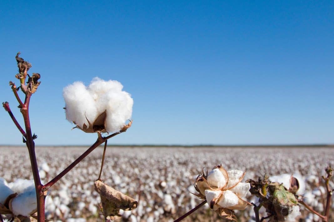 Colheita de algodão atinge 88,66% da área em Mato Grosso