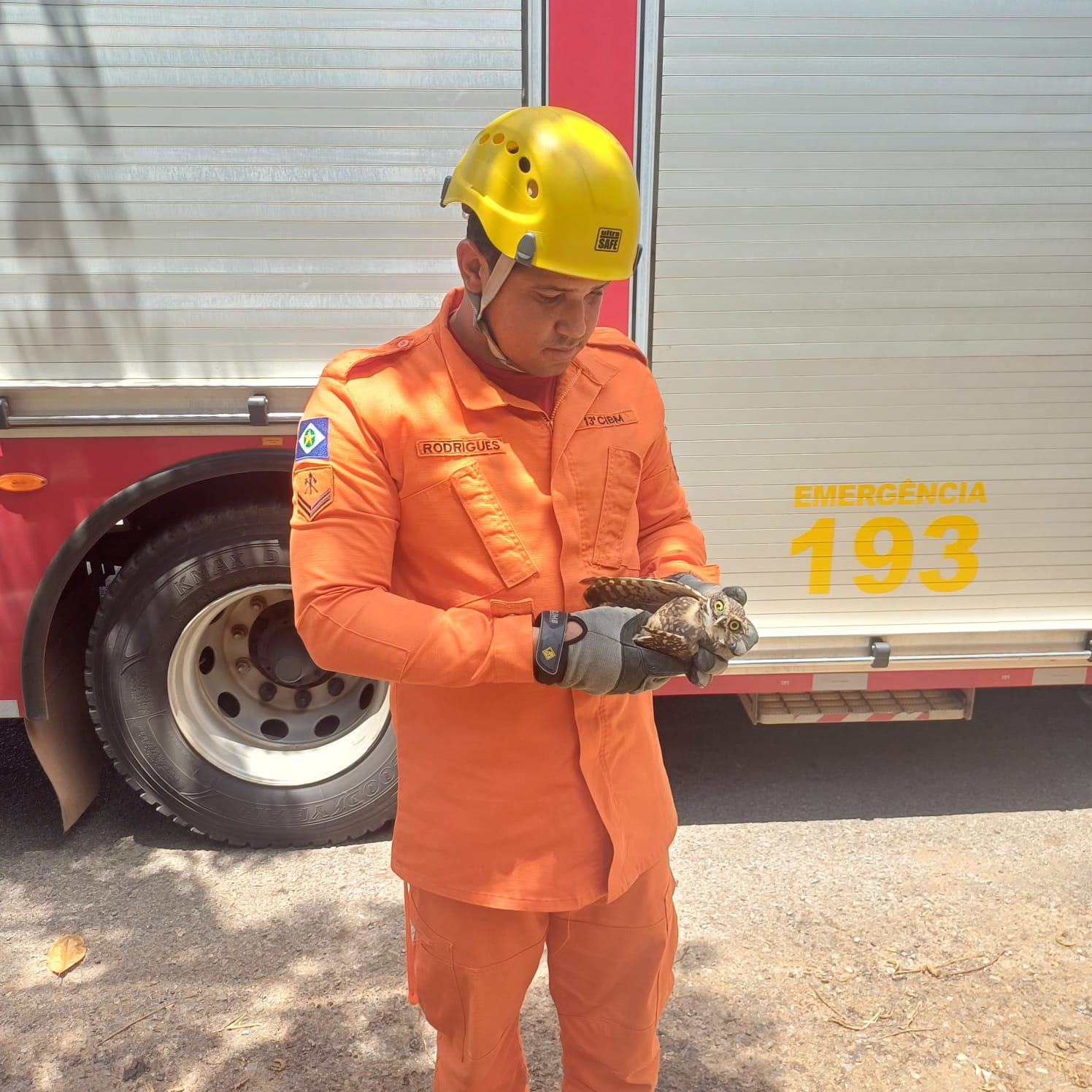 Coruja é salva em árvore após ficar presa em linha de pipa em MT