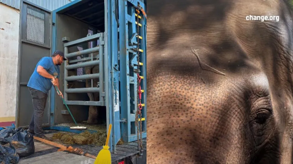 Elefante Sandro chega a Campo Grande a caminho de Chapada dos Guimarães