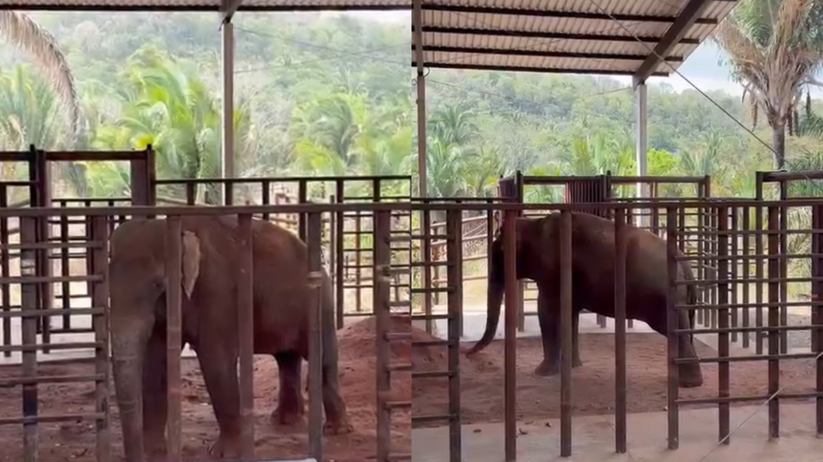 Elefante Sandro chega a santuário em MT após viagem