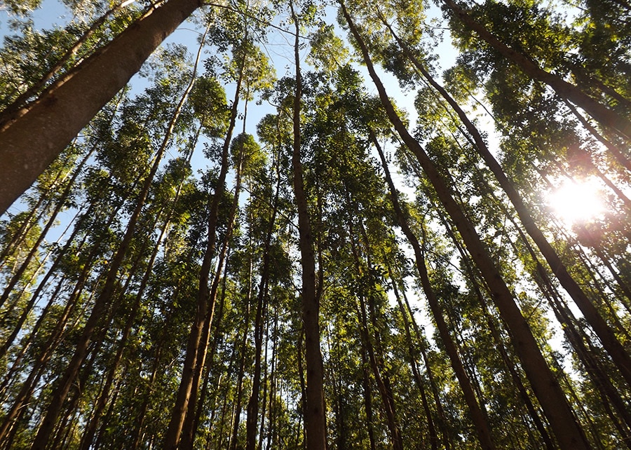 Floresta energética para etanol de milho exige R$ 14 bi em MT