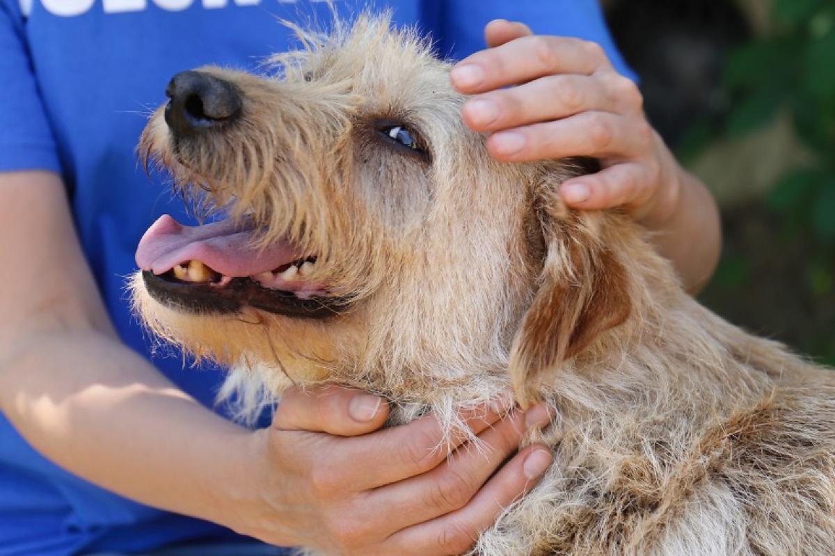 Hospital veterinário estadual em MT receberá R$ 7 milhões