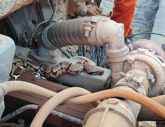 Jiboia é retirada do motor de caminhão na MT-208 em Alta Floresta