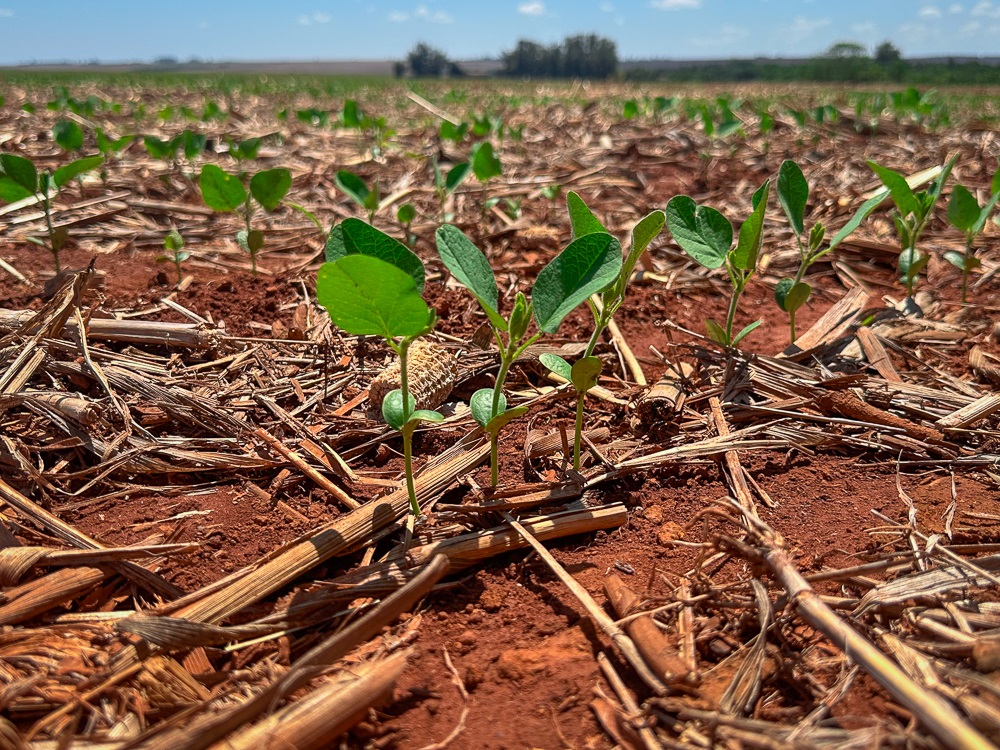 Mato Grosso alcança 33% de plantio de soja e recupera ritmo em MT
