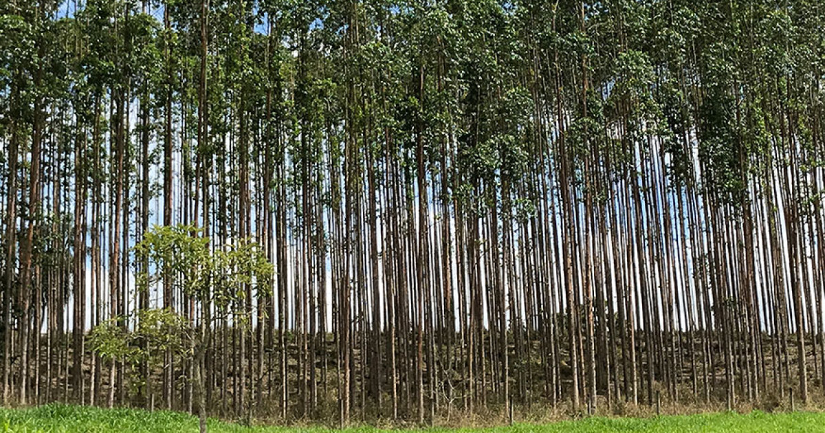 Mato Grosso lidera ranking nacional na extração de lenha nativa em MT