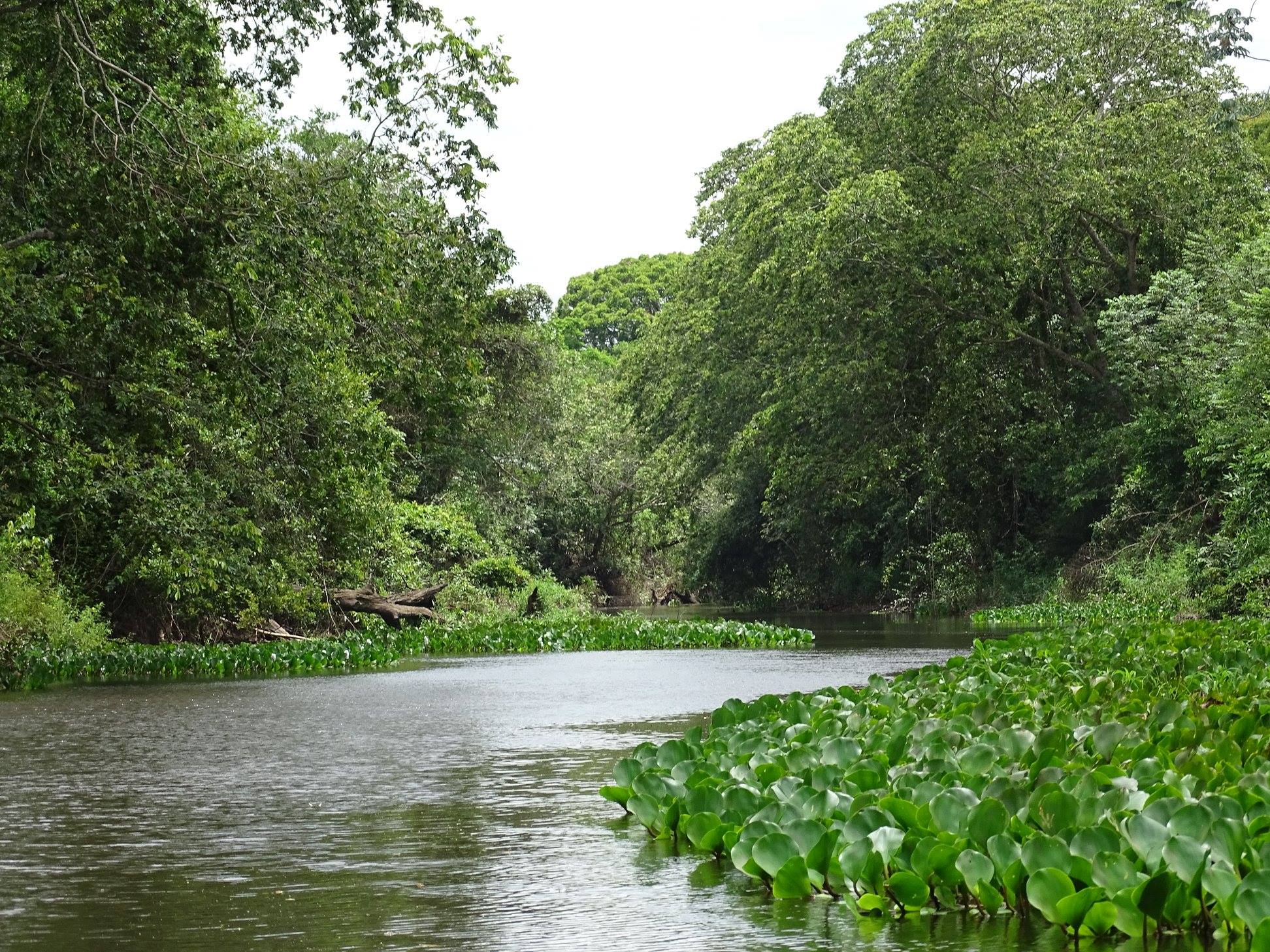 Mato Grosso lidera regularização ambiental no Brasil