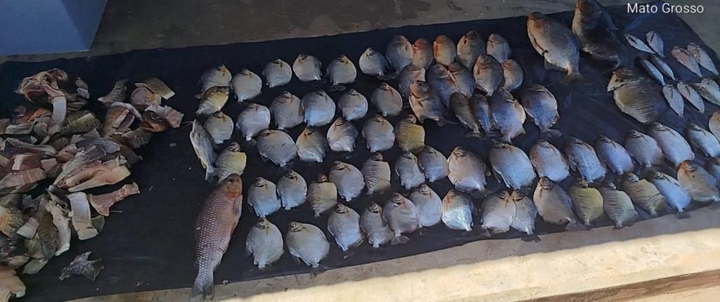 Operação apreende mais de 60 kg de pescado irregular em Barão de Melgaço (MT)