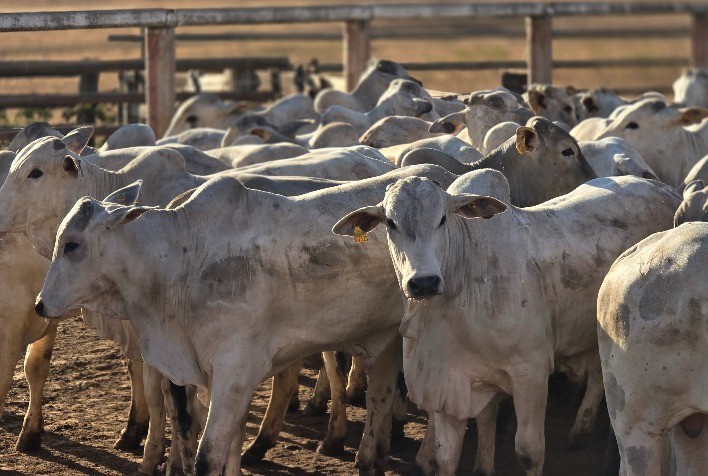 Pecuária de Mato Grosso deve movimentar R$ 42 bilhões em 2026