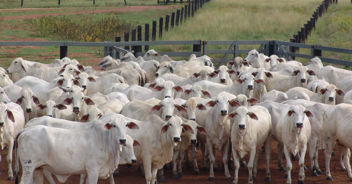 Pecuária de MT lidera exportações de carne bovina do Brasil