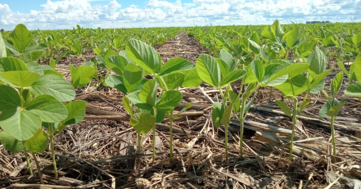Plantio de soja atinge 10% da área estimada em Mato Grosso
