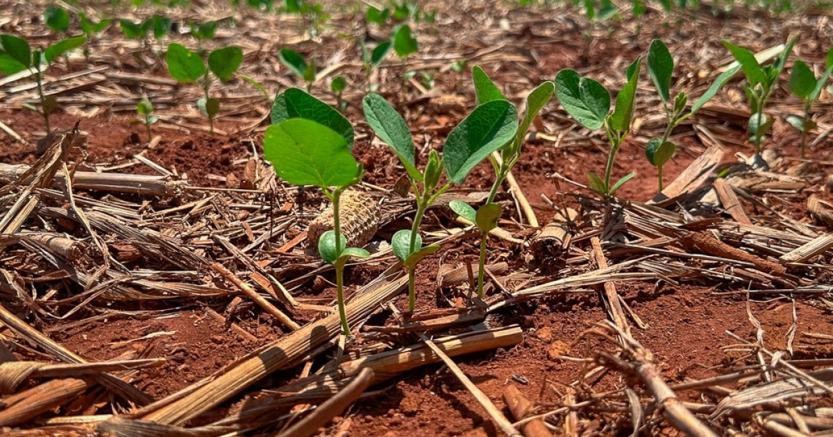 Plantio de soja avança em MT e cobre um terço da área prevista