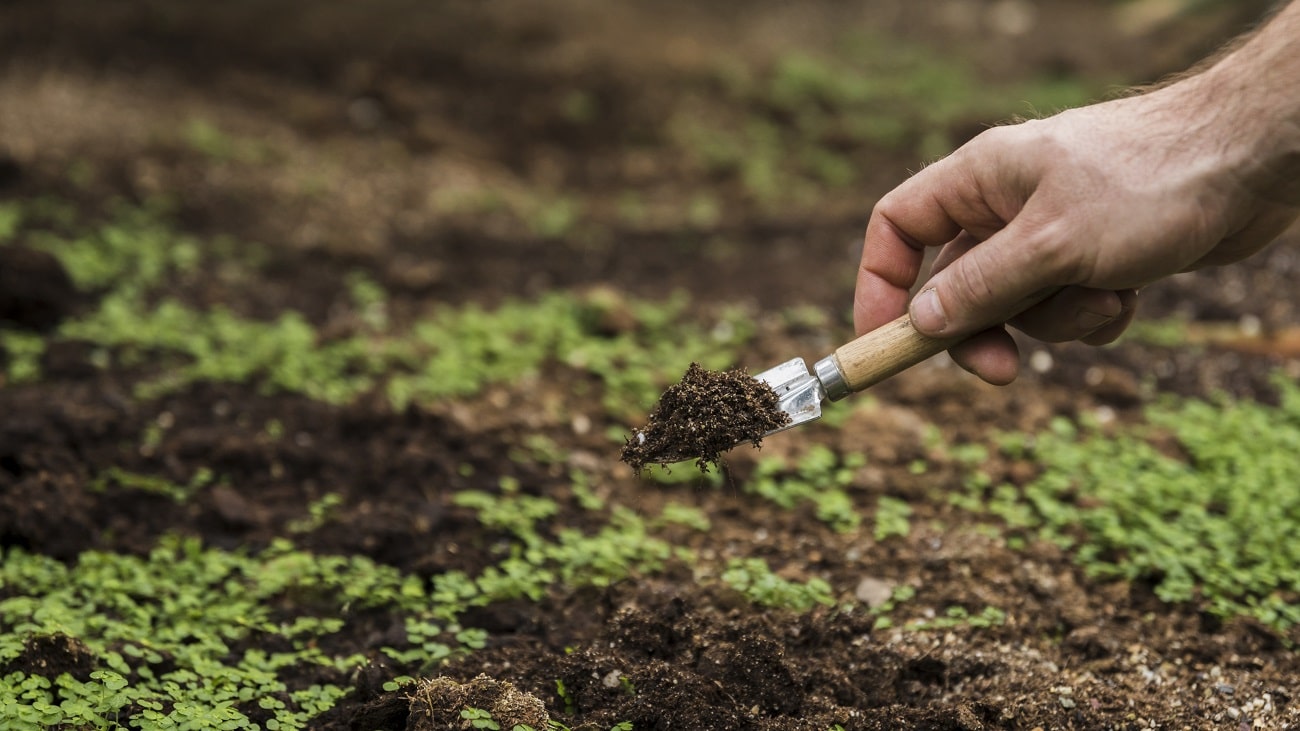 Plantio de soja em Mato Grosso exige foco em biologia de solo