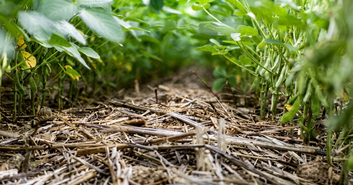 Plantio Direto protege solo, reduz custos e eleva lucros no campo
