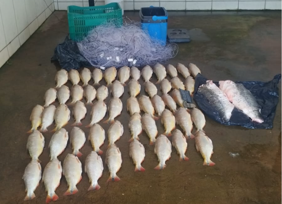 PM apreende 52 piraputangas em MT