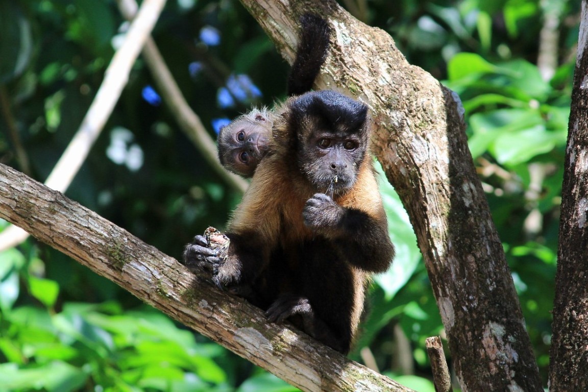 Primeiro censo de primatas avalia macacos em Alta Floresta