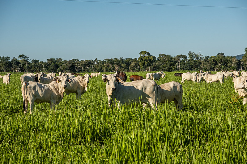 Produtores de Mato Grosso são alertados sobre raiva em rebanhos
