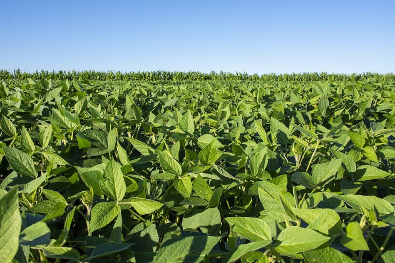 Produtores rurais do Centro-Oeste ganham prazo para renegociar dívidas em MT