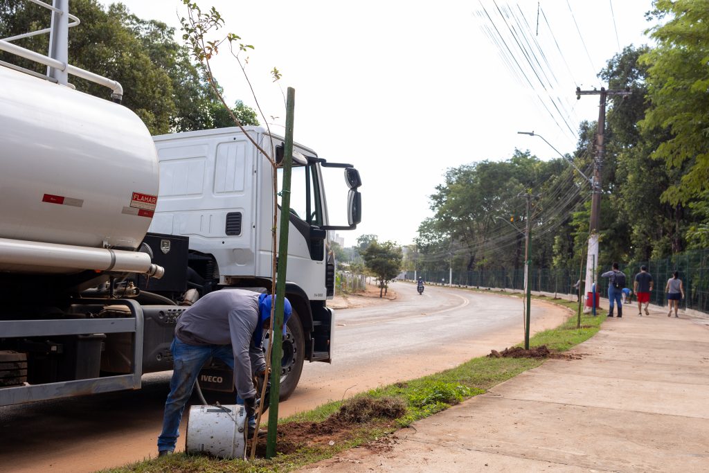 Projeto ecológico distribui milhares de mudas em Rondonópolis