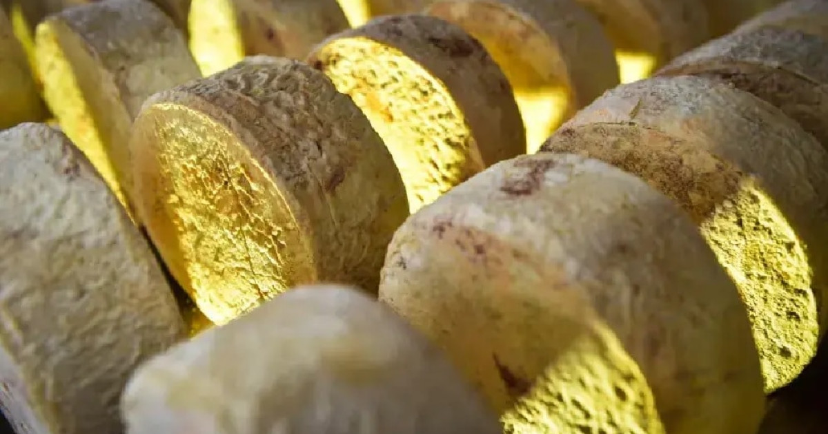 Queijos artesanais de MT brilham em feira agropecuária nacional