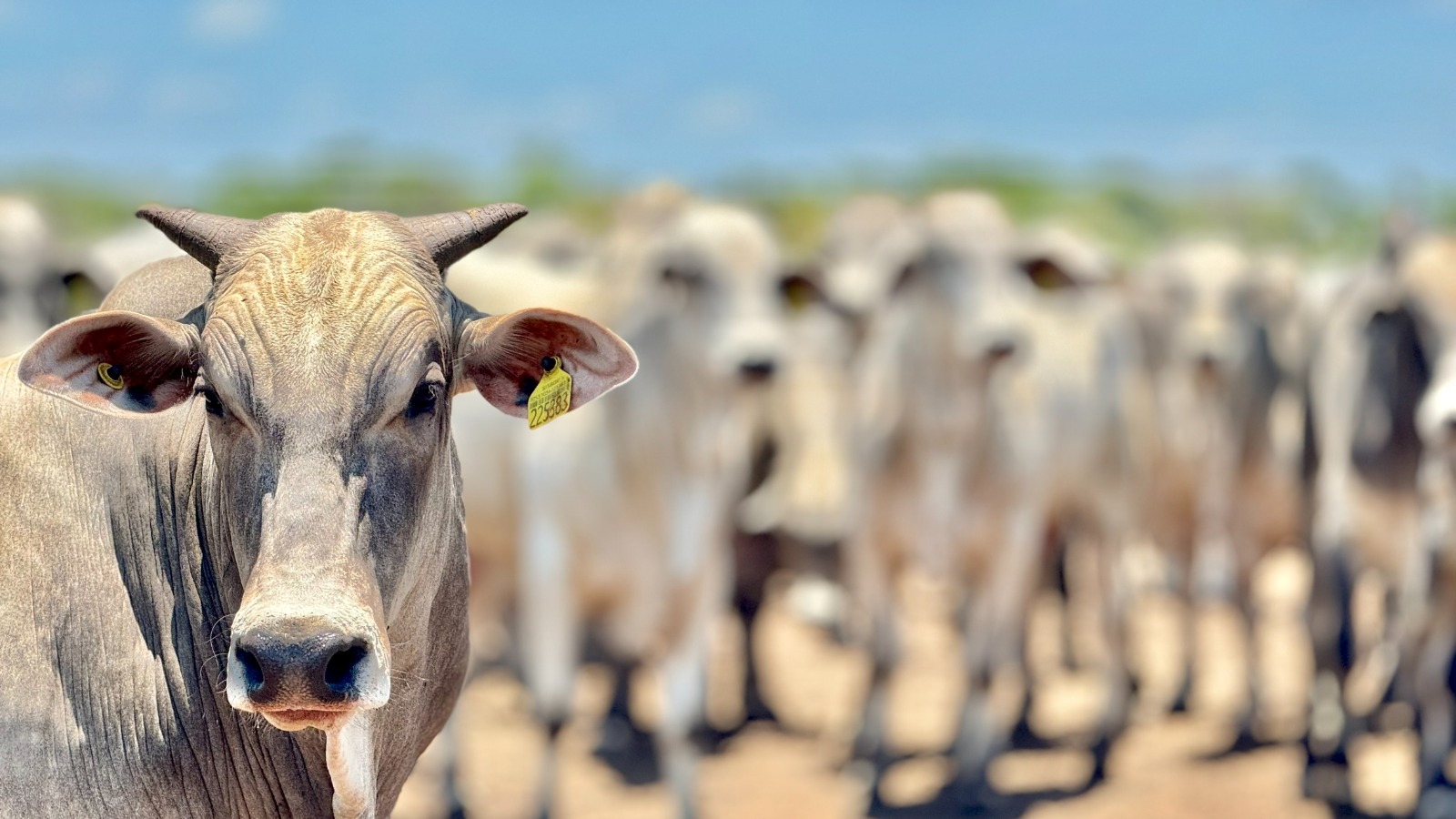 Rebanho bovino encolhe em Mato Grosso e chega a 31 milhões