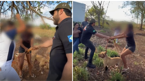 Resgate de pitbulls gera agressão mútua com vereador em MT