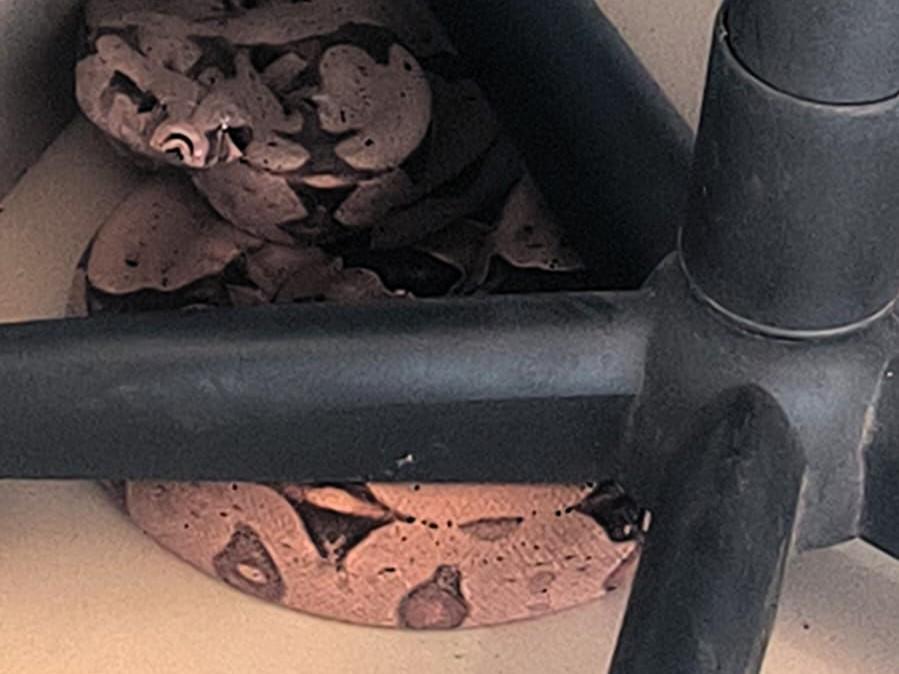 Resgate de serpentes mobiliza bombeiros em MT