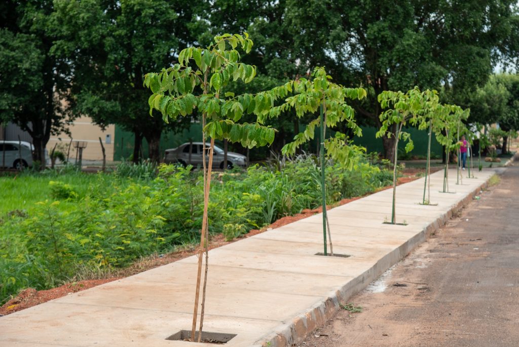 Rondonópolis amplia arborização urbana com compensação ambiental