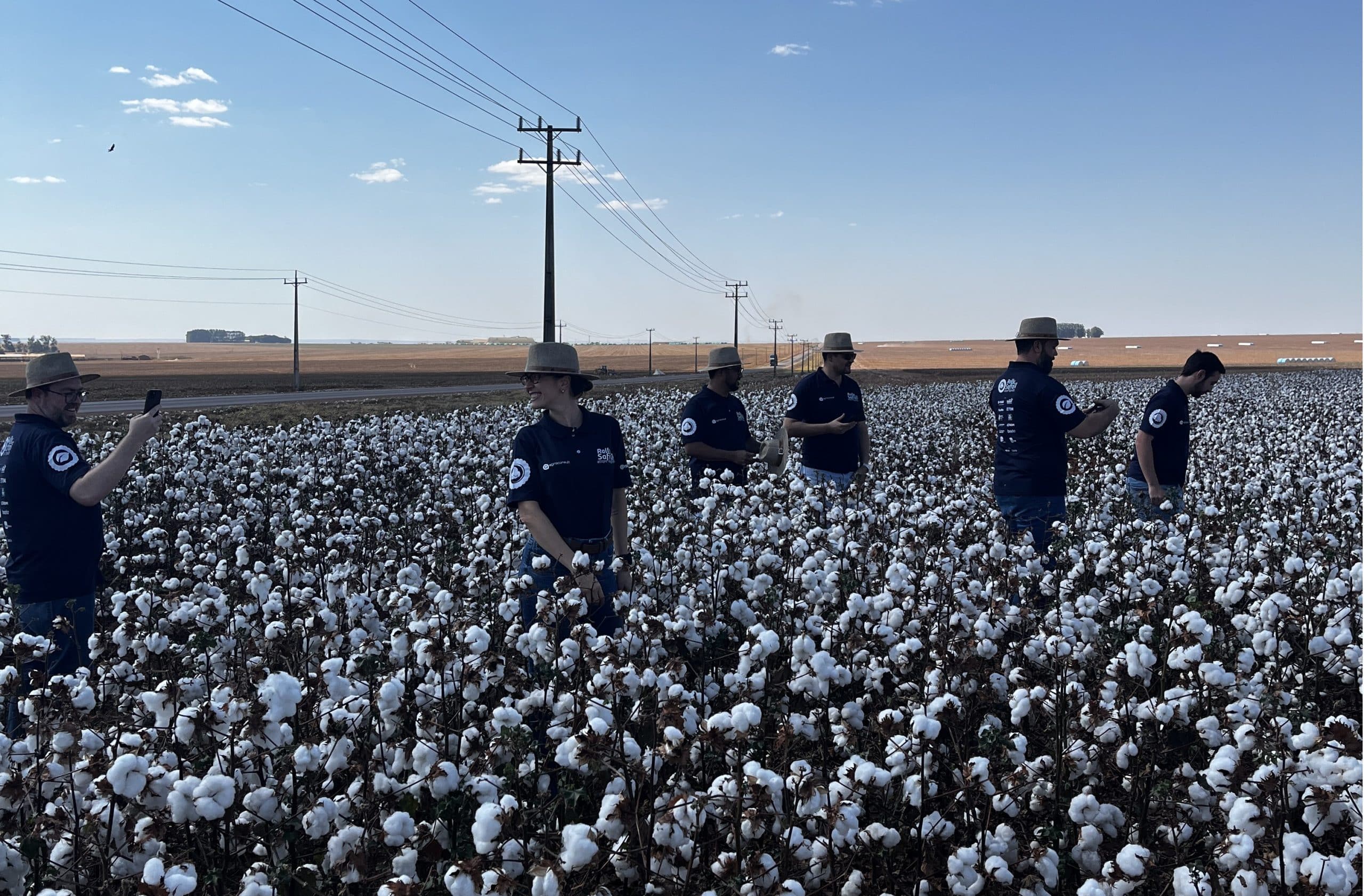 Safra de algodão em Mato Grosso supera perdas de área com recorde