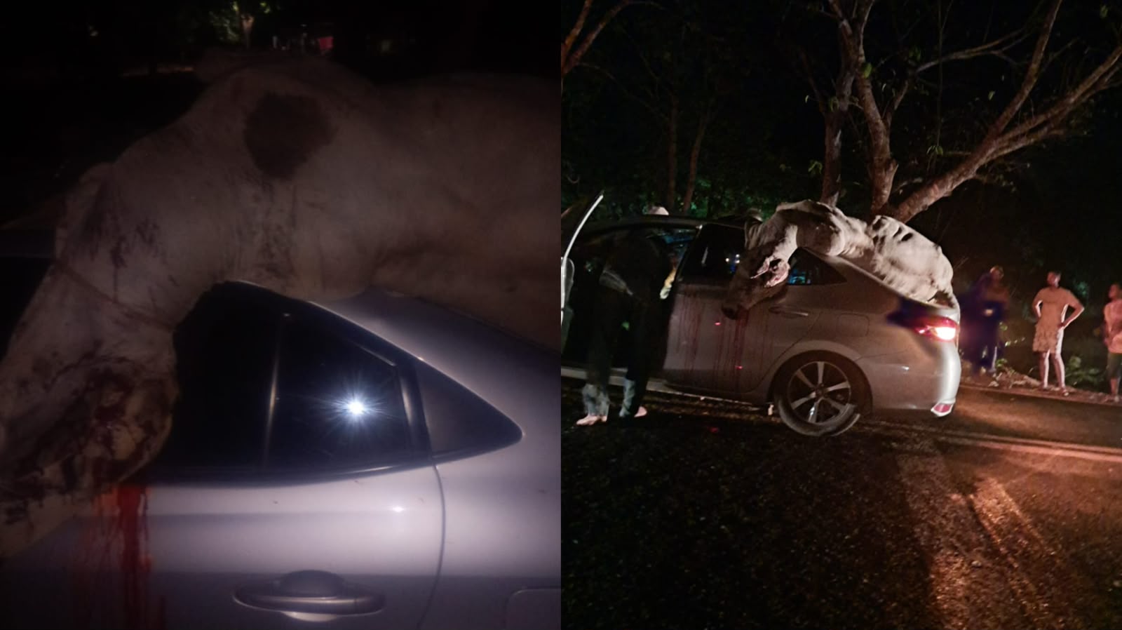 Vaca cai sobre teto de carro em Poconé e fere motorista