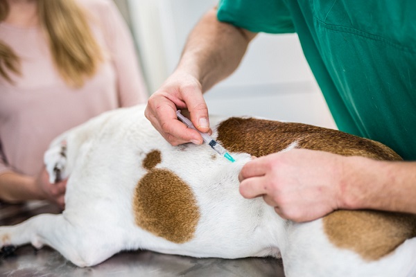 Vacinação antirrábica para cães e gatos em Primavera do Leste