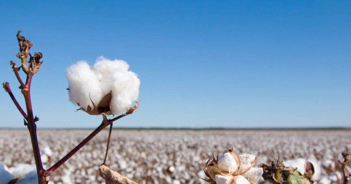 Vazio sanitário do algodão começa em Mato Grosso