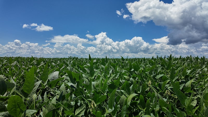 Venda antecipada de soja atinge 39% em Mato Grosso